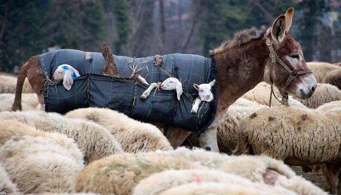 a photo of a donkey carrying young lambs in saddle pockets